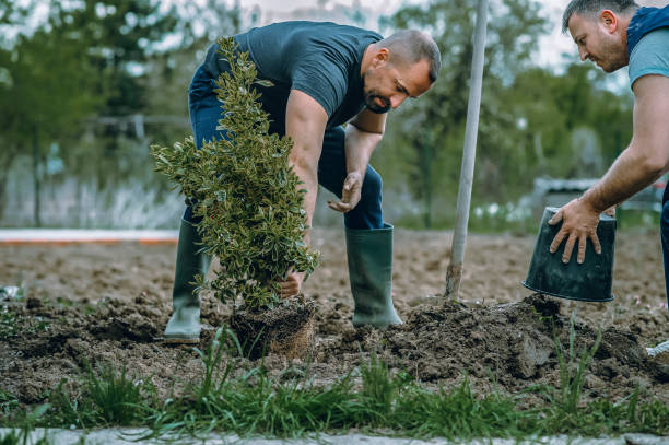 The Steps Involved in Our Tree Care Process in Brightwood, VA